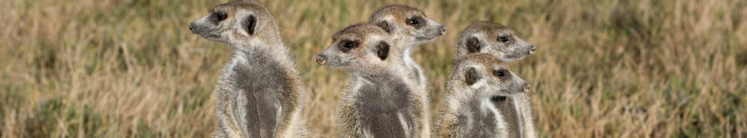Meerkats are ever watchful and so are the team at Security Alarm Monitoring Service which is why they are the best Wholesale Bureau Alarm Monitoring Service in Australia.